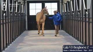 Gala vd Berghoeve Z - Walk & 360°