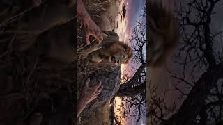 POV: A Lion Found Your Campsite at Night…#aivideos #safari #space