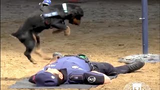 Police Dog Jumps Up and Down on Agent's Chest in Mock CPR Demonstration