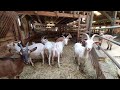 Беспородные пятилитровые козы