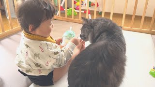 産まれた時から猫と育った1歳児はこんな感じで毎日猫と遊んでます【猫と男の子】【1歳０ヶ月】 by ちっちきチャンネル 1,785 views 1 year ago 3 minutes, 35 seconds