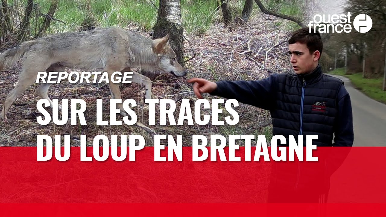 « Il avait un museau énorme » : sur les traces du loup en Bretagne
