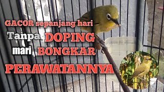 TIPS for caring for pleci without doping so that it continues to sing and open its beak