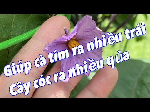 Video: Vấn đề về Thụ phấn cho Cà tím - Cách Thụ phấn Bằng tay cho Hoa Cà tím