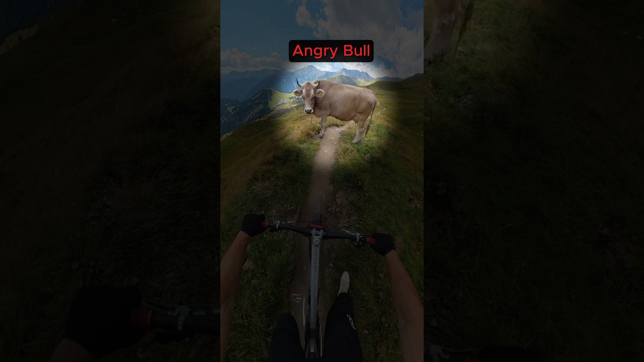 The Bull Stopped Him!!! @aikowest