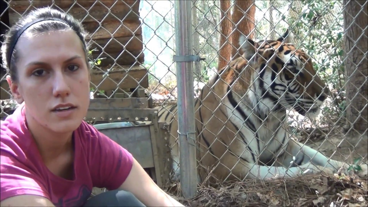 Operant Conditioning at Carolina Tiger Rescue - YouTube