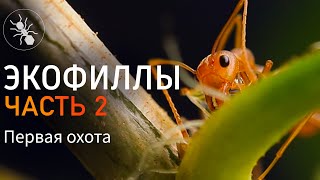 ЭКОФИЛЛЫ - ПЕРВАЯ ОХОТА! МУРАВЬИ ПОРТНЫЕ OECOPHYLLA SMARAGDINA - ЧАСТЬ 2