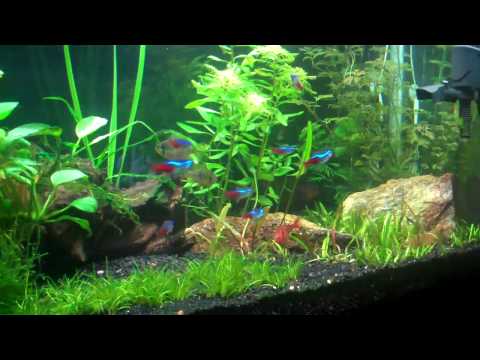 buddha aquarium 2 by