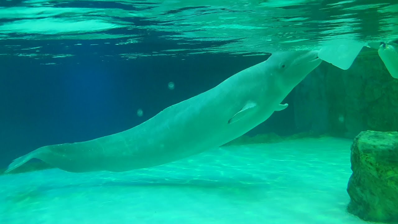 롯데월드 아쿠아리움에서 벨루가 먹이주기 피딩시간