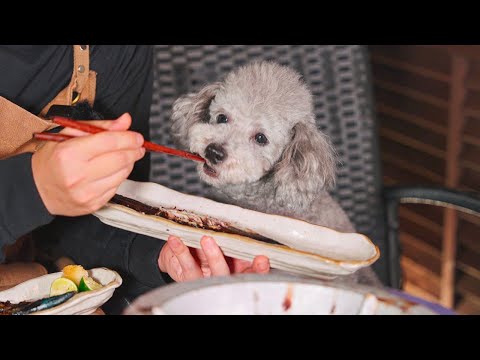 🐶旬の秋刀魚を前に野生化したトイプードル