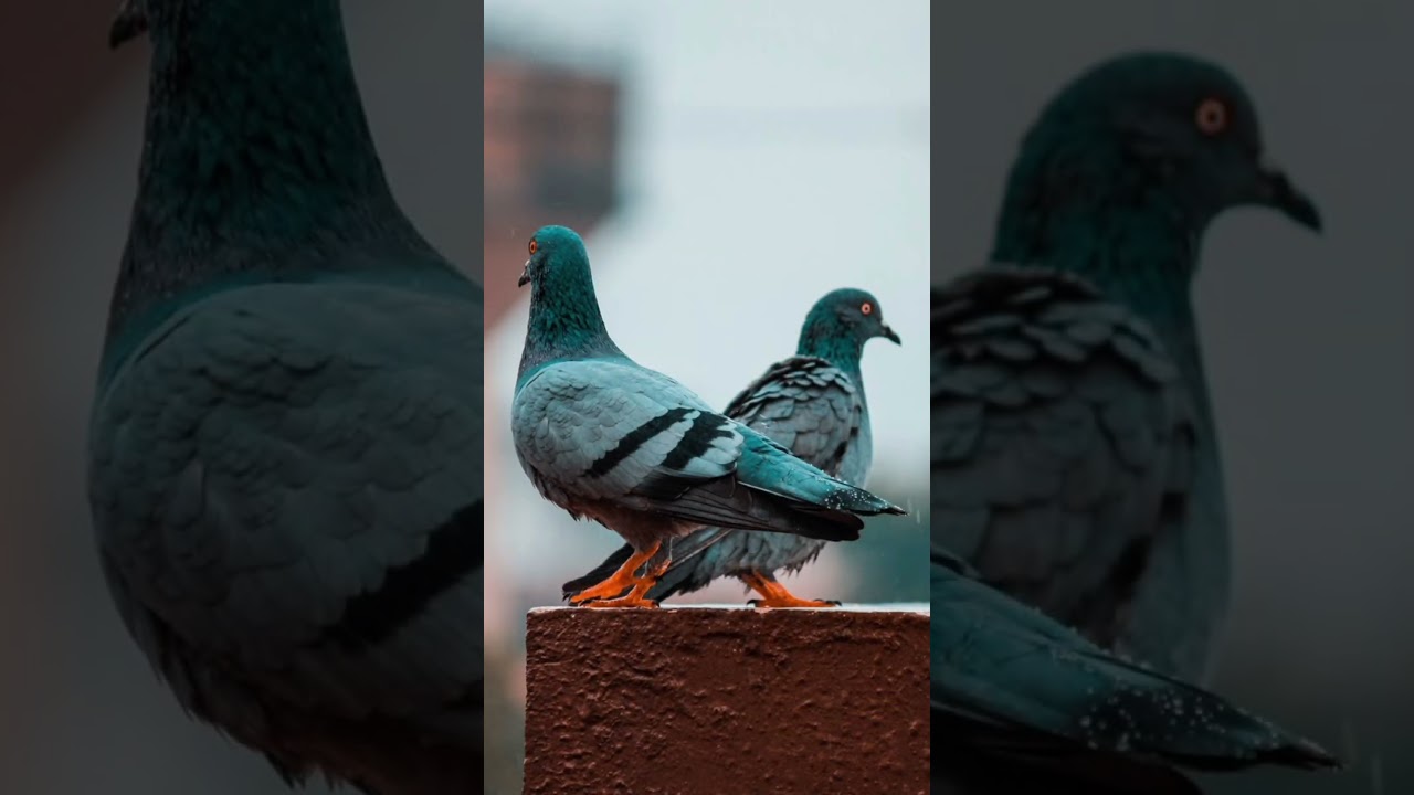 Top 5 facts about birds – Amazing Fact in Urdu | Surprising Urdu Facts | Facts Unknown 