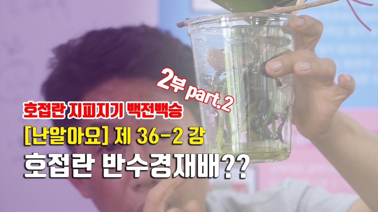 호접란 반수경재배의 오해와 진실!! 간단한 비료법까지. 호접란 바로알기 심화과정 '호접란! 지피지기 백전백승' 2부 part2  - '난 알아요' 제 36-2강