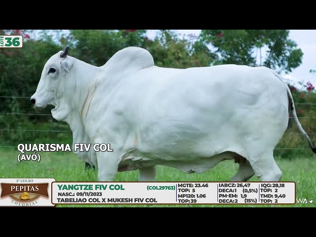 LOTE 36   YANGTZE FIV COL