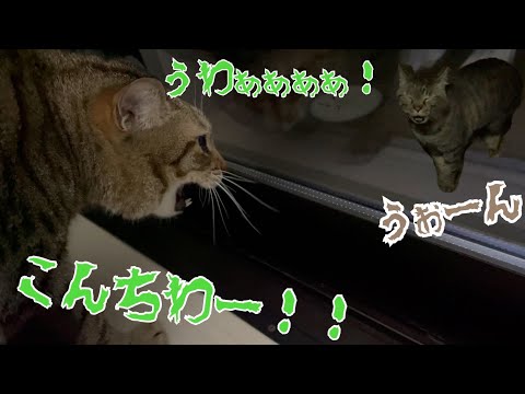 引越し先に来た野良猫にまたしても日本語であいさつしてしまうココさん【喋る猫】