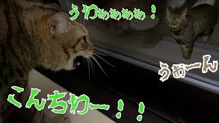 引越し先に来た野良猫にまたしても日本語であいさつしてしまうココさん【喋る猫】