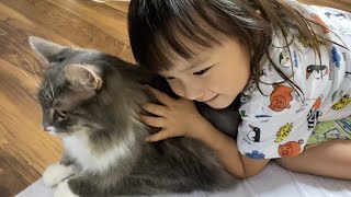 寛ぎスペースを独占する為争う猫　ノルウェージャン  ラガマフィンcat fighting to monopolize a relaxing space. Norwegian.Ragamuffin.