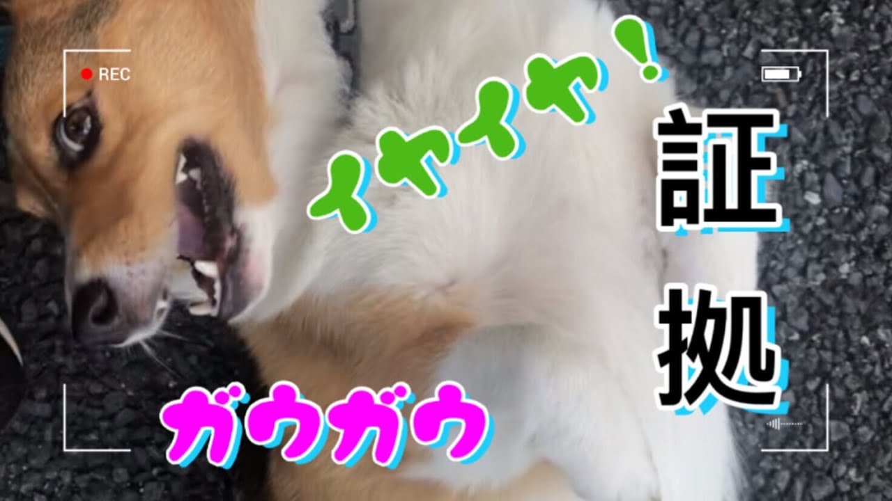 小飞基corgijp 自分自身に怒るコーギー犬 中国語と日本語字幕付き コーギー Corgi 柯基 Youtube