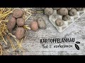 Kartoffelanbau  teil 1 vorkeimen  hof jeebel  biogartenversandde