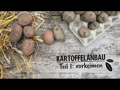 KARTOFFELANBAU - Teil 1: vorkeimen - Hof Jeebel - Biogartenversand.de