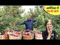 सेब का बग़ीचा का मनोरम दृश्य Apple Orchard field Trip जितना मर्ज़ी खाओ Apple picking USA- Apple farm