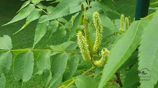 Platycarya stobilacea platykaryje šišticovitá