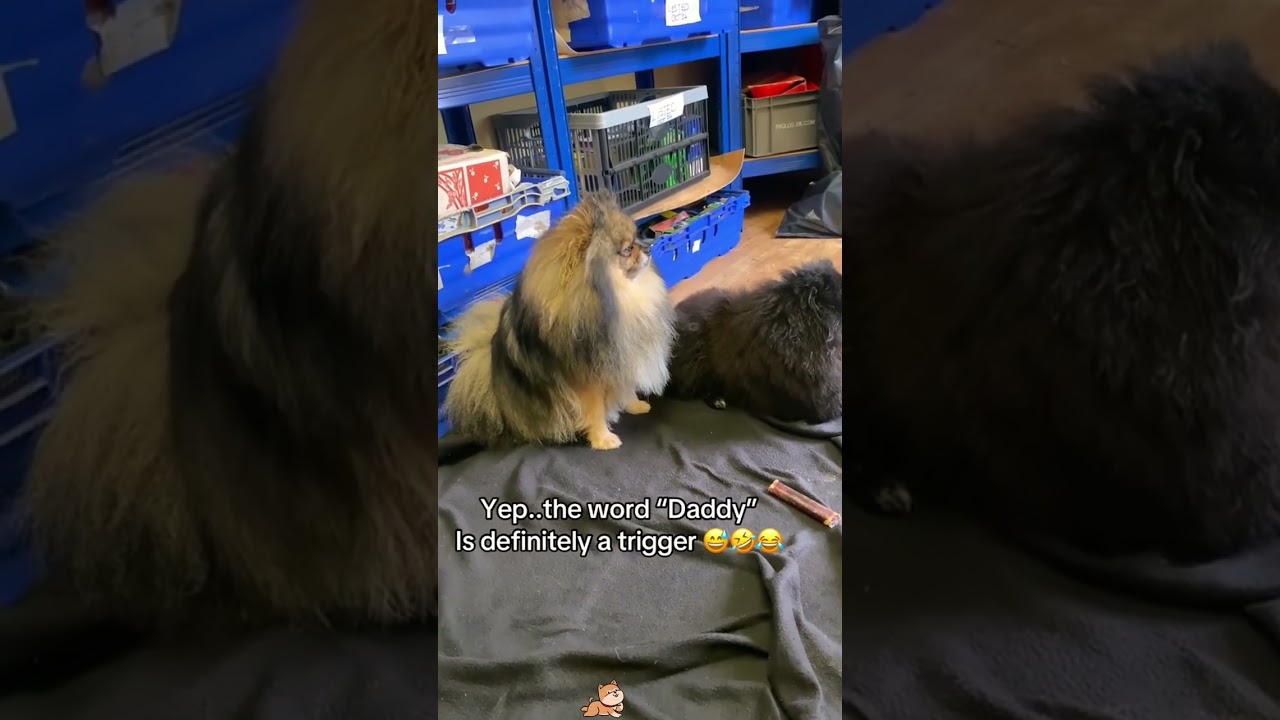 The dog is afraid of dad 