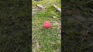 Catch big frogs funny | Try don't laugh | wepwep catching frogs make you laugh #short