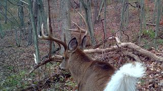 Dropped This Deer In It's Tracks!