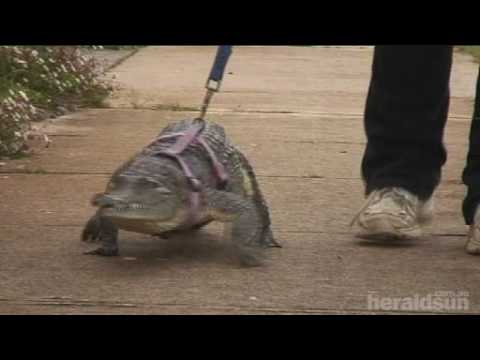 A woman in the Northern Territory of Australia has a Crocodile for a pet. Source: Herald Sun. Ps. This is just a little freshie, check this guy's pet croc out www.youtube.com