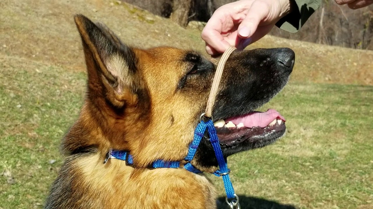 Comfort Trainer training 1 YouTube