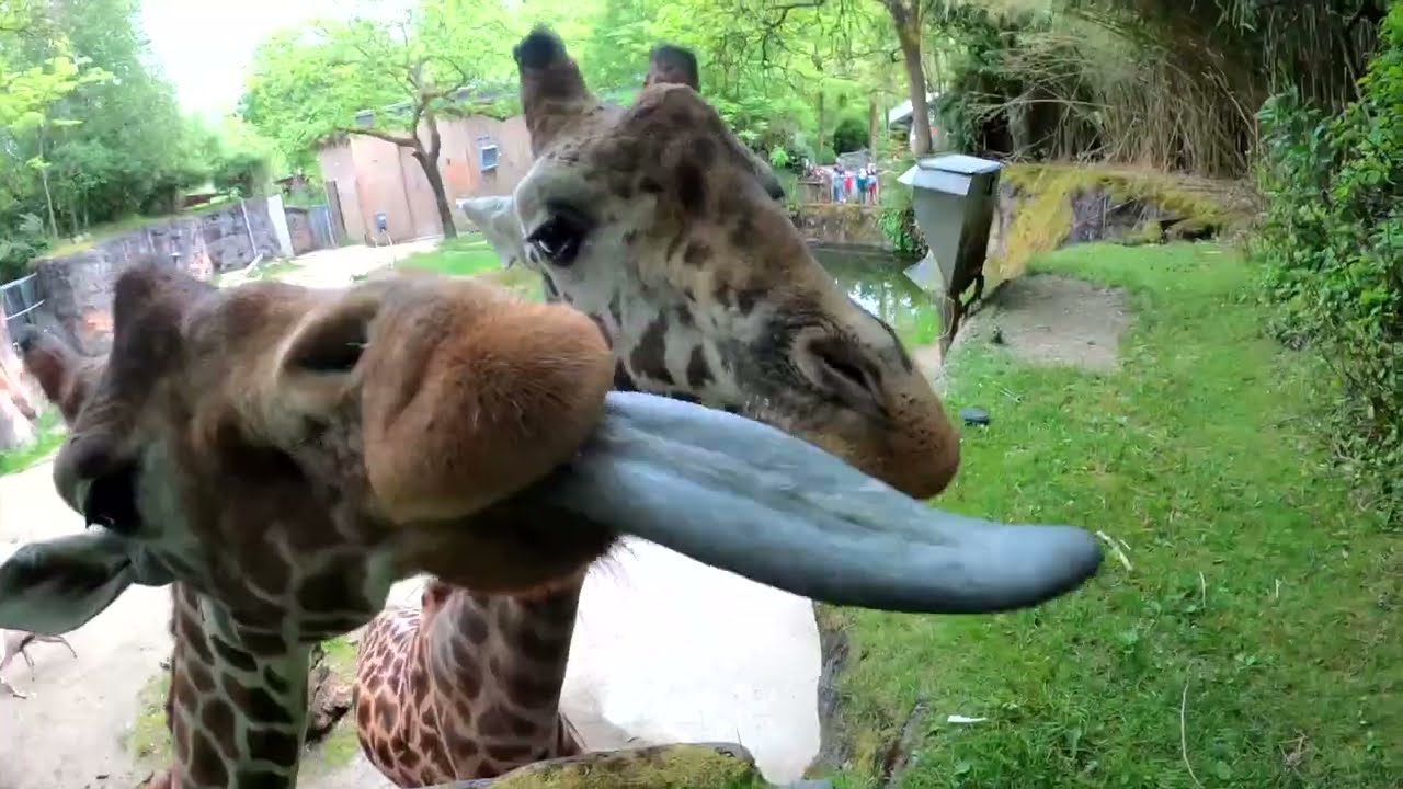 Animal Sticking Tongue Out Understanding Why Cats Stick Out Their