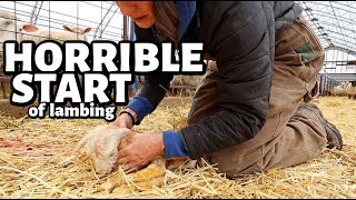 A horrible start to Spring Lambing 2024.  ...but are we FINALLY starting to turn around?  Vlog 776