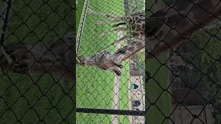 giraff 🦒🦒😍.... mini vlog #youtube #amreen #naaz #love #zoo