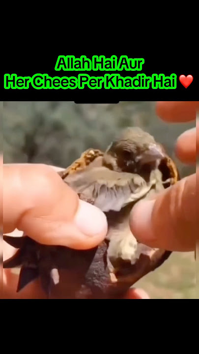 Allah Her Cheez Per Khader Hai ❤️👍 #shorts #trending #subhanallah #youtubeshorts