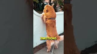 👉 Why Do Dobermans Have Cropped Ears & Docked Tails? | Truth Revealed 🐕