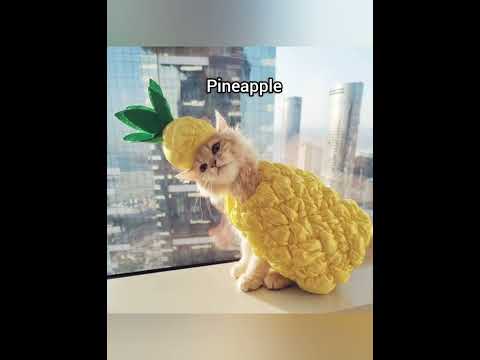 Good Morning Pineapple Cat Memes Funny Fypシ Goodmorning Indiansong 