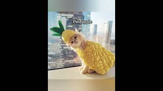 Good morning, pineapple #cat #memes #funny #fypシ #goodmorning #indiansong