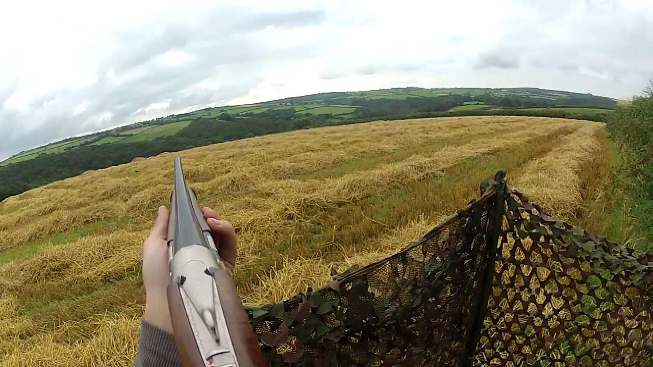 Pigeon and crow shooting