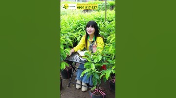 THỨC MÃNG CẦU XIÊM THÁI GHÉP GỐC BÌNH BÁT  #caygiongchatluong