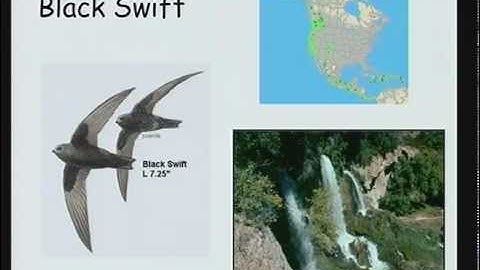 Black Swifts: The Coolest Bird, Kim Potter