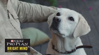 When A Guide Dog Retires// Presented By BuzzFeed & Purina Pro Plan Bright Mind