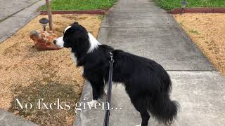 Get out of the backyard birds!! by Benji Border Collie 15 views 5 years ago 31 seconds