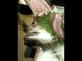 魚がパクパク