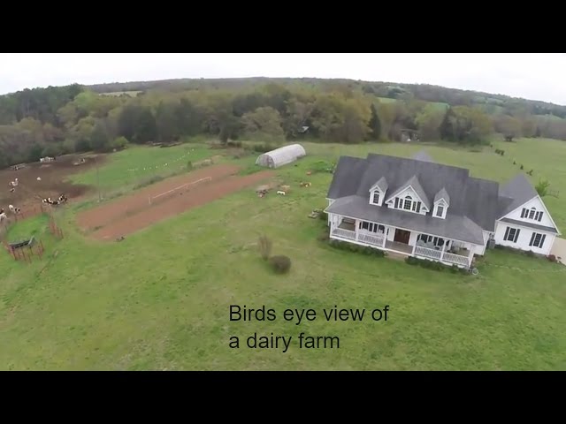 Roadschool Life | Cows running from a drone