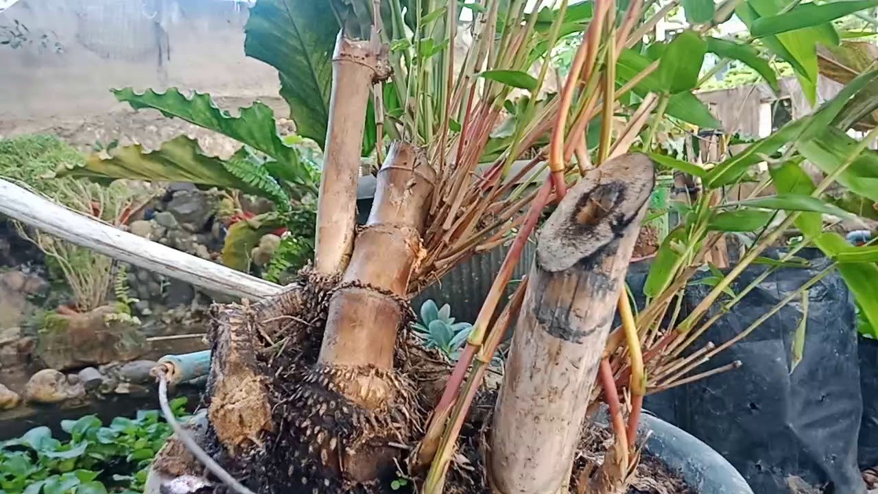 Merawat bakalan bonsai bambu  kuning  YouTube