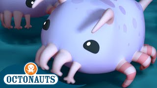 Octonauts  The Sea Pigs | Cartoons for Kids | Underwater Sea Education