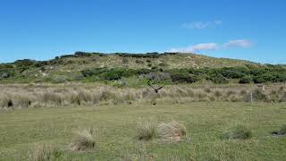 Tasmanian wedge-tailed eagle release