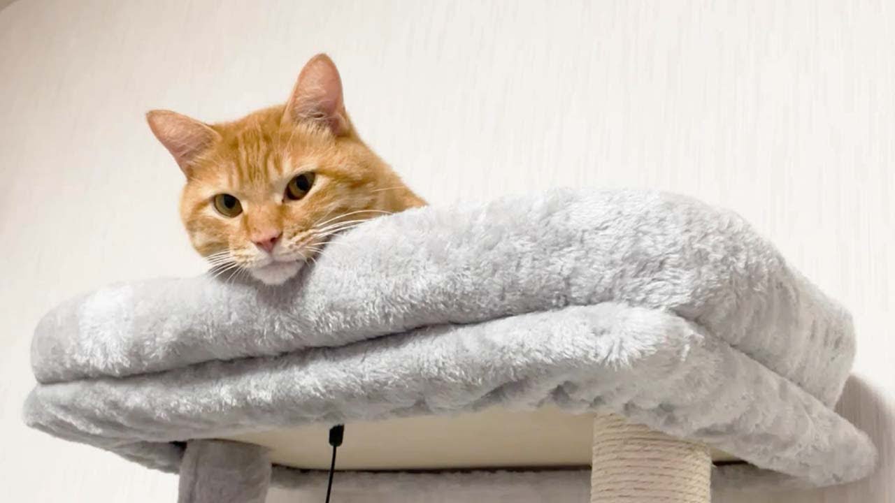 猫の知覚過敏症 発症から3週間経ちました 経過報告 Youtube 猫の知覚過敏症 発症から3週間経ちました 経過報告 Youtube