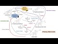 Bile Acid Synthesis | Classic and Alternative Pathways | Primary and Secondary Bile Acids