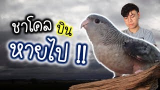 ชาโคลตัวแสบบินหายไป!! เด็กดำของบ้าน | My PET EP.25